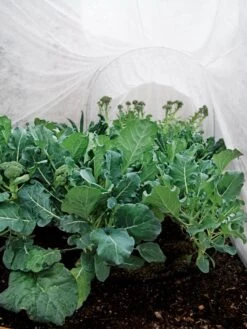 Summerweight Garden Fabric -Default Template 3 32644 7936 tif