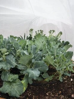 All-Purpose Garden Fabric -Default Template 3 32646 7940 tif