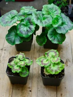 Organic Seed Starting Mix, 6 Quarts 7 Organic Seed Starting Mix, 6 Quarts -Default Template 3 37808 002E tif