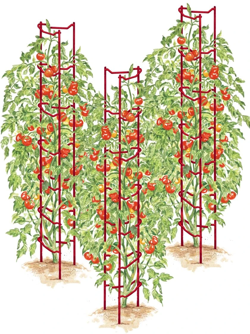 Tomato Ladders, Set Of 3 1 Tomato Ladders, Set Of 3