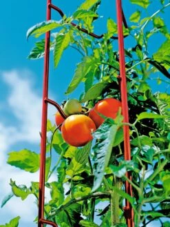 Tomato Ladders, Set Of 3 11 Tomato Ladders, Set Of 3 -Default Template 3 38185 003E tif