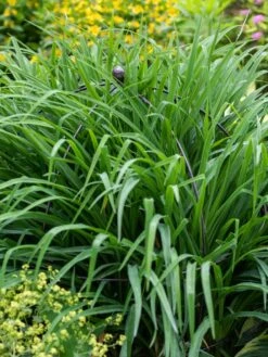 Jardin Bird Cage Support, 26" -Default Template 3 39 521 0073 tif