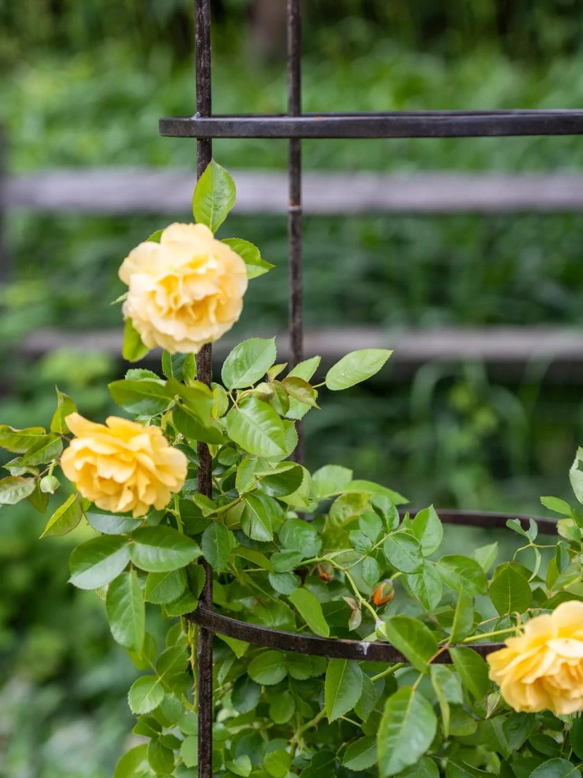 Jardin Round Obelisk, 7' 2 Jardin Round Obelisk, 7' - Image 2