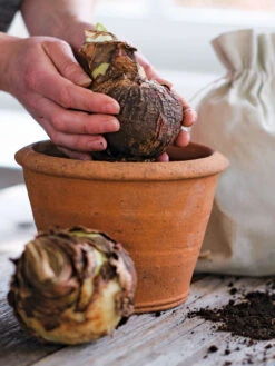 Amaryllis Planting Kit -Default Template 3 39 733 bagged 2020 05000