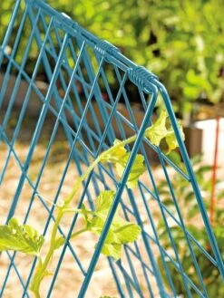 Deluxe Cucumber Trellis -Default Template 3 39806 BLUE 100 tif