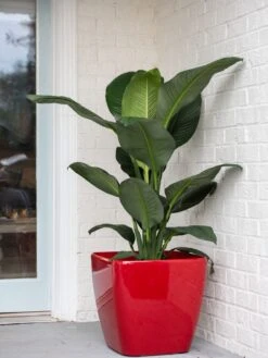 Viva Square Self-Watering Rolling Planter, 20" Diameter, Set Of 2 16 Viva Square Self-Watering Rolling Planter, 20" Diameter, Set Of 2 -Default Template 3 3 4 crop 8612930 0032 tif