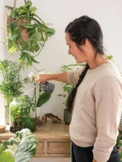 Indoor Plant Mister 15 Indoor Plant Mister -Default Template 3 3 4 crop 8612962 3792