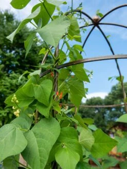 Jardin Tower -Default Template 3 3 4 crop 8612997 0058