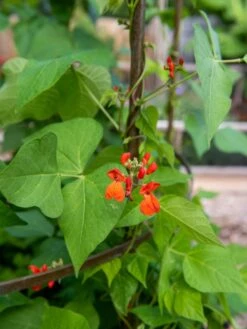 Jardin Tower -Default Template 3 3 4 crop 8612997 0059