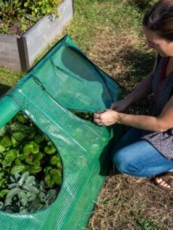 Multi Cloche -Default Template 3 3 4 crop 8613213 0245