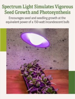 Miracle LED® Grow Light Bulb, Red And Blue -Default Template 3 3 4 crop Miracle Bulb RB 3