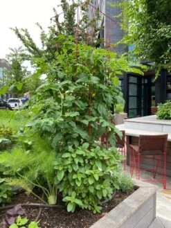 Tomato Towers, Set Of 2 -Default Template 3 8587041 01IN tif