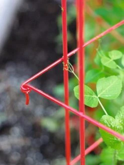 Tall Expandable Pea Trellis -Default Template 3 8587061 010 tif