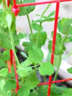 Tall Expandable Pea Trellis -Default Template 3 8587061 101 tif 1