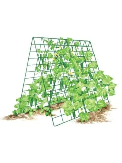 Deluxe Cucumber Trellis -Default Template 3 8587083 001 GRN tif