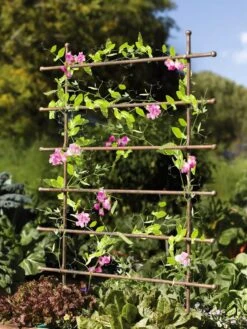 Jardin Ladder Trellis 7 Jardin Ladder Trellis -Default Template 3 8587107 083 tif