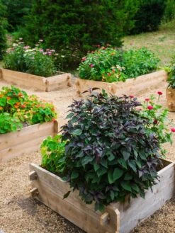 Farmstead Cedar Raised Garden Beds, 3' 8 Farmstead Cedar Raised Garden Beds, 3' -Default Template 3 8588143 09V tif