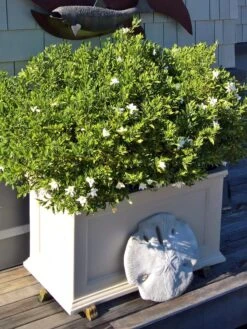 Fairfield Self-Watering Patio Planters, 20” X 36” -Default Template 3 8588417 208V tif