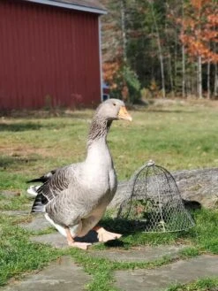 Chicken Wire Cloche 14 Chicken Wire Cloche -Default Template 3 8590210 01IN tif