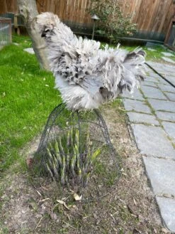 Chicken Wire Cloche 15 Chicken Wire Cloche -Default Template 3 8590210 02CUST tif