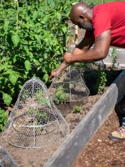 Chicken Wire Cloche With Extension 16 Chicken Wire Cloche With Extension -Default Template 3 8590210 0442 tif