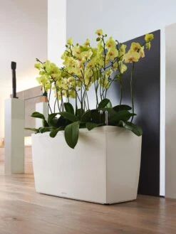 Lechuza® Cararo Rectangular Indoor Planter With Casters