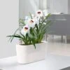 Lechuza® Delta Self-Watering Windowsill Planters