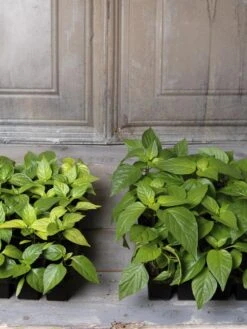 Organic Seed Starting Mix, 6 Quarts 8 Organic Seed Starting Mix, 6 Quarts -Default Template 3 8592212 002E tif 1