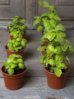 Organic Self-Watering Potting Mix, 20 Qts. -Default Template 3 8592212 3979 001E tif 1