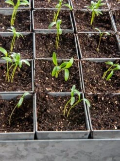 Seed Starting Mix, 9 Qts. -Default Template 3 8592212 6177