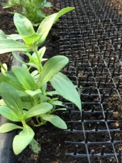 Cat Scat Mat -Default Template 3 8592448 03CUST tif