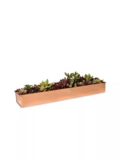 Rectangular Copper Plant Tray, 18"x4" 6 Rectangular Copper Plant Tray, 18"x4" -Default Template 3 8593532 2892 tif