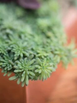 Tall Rectangular Copper Plant Tray, 18" X 5" X 4" 7 Tall Rectangular Copper Plant Tray, 18" X 5" X 4" -Default Template 3 8593534 4601 tif