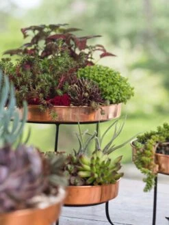 Small Round Copper Plant Tray, 10" -Default Template 3 8593564 4399 tif