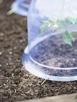 Medium Garden Cloches, Set Of 6 -Default Template 3 8593985 9441 tif