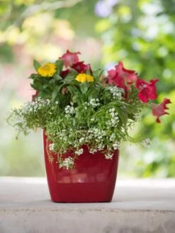 Viva Square Self-Watering Planter, 7" Diameter -Default Template 3 8595223 1111 tif