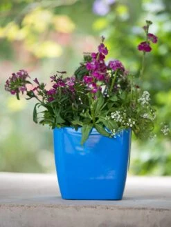 Viva Square Self-Watering Planter, 7" Diameter -Default Template 3 8595223 1113 tif