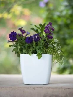 Viva Square Self-Watering Planter, 7" Diameter -Default Template 3 8595223 1118 tif