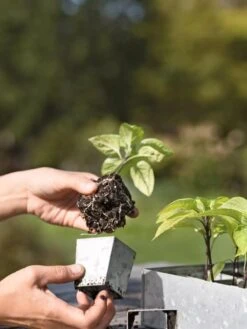 Galvanized Seed Starting Tray -Default Template 3 8595893 4378 tif