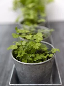 Galvanized Herb Planters With Rectangular Tray -Default Template 3 8595903 advice 1777 tif