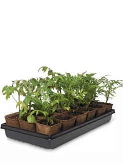 3-1/2” Square Biodegradable Pots & Tray Set -Default Template 3 8595968 3916 tif