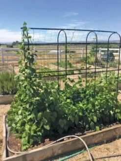 Titan Pea Tunnel -Default Template 3 8596275 01CUST tif