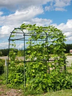 Titan Squash Tunnel -Default Template 3 8596276 0133 tif