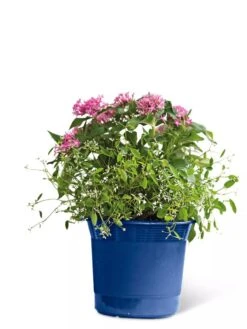 Eezy Gro Self-Watering Planters -Default Template 3 8596425 103 tif