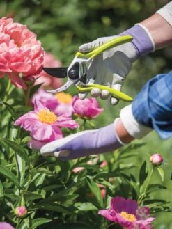 Gardener's Pro Pruner #2 6 Gardener's Pro Pruner #2 -Default Template 3 8596605 1261 tif