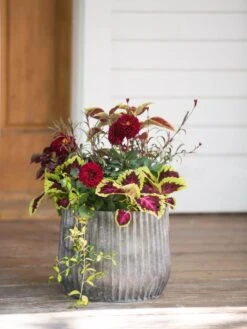 Galvanized Ribbed Planters -Default Template 3 8597435 1693 tif