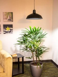 Barnyard Pendant LED Grow Light -Default Template 3 8598025 0256