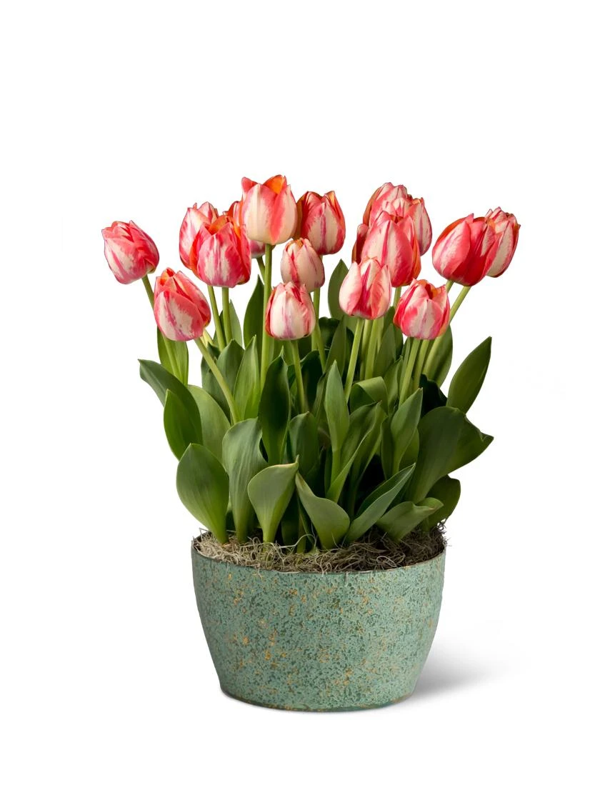 Valentine's Kiss Bulb Garden 1 Valentine's Kiss Bulb Garden