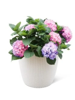 Weave Self-Watering Round Planter, 17" White 5 Weave Self-Watering Round Planter, 17" White -Default Template 3 8598372 3002 tif