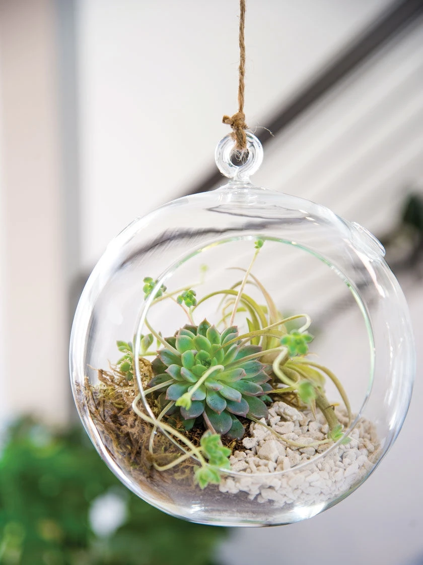 Floating Orb Terrarium Kit 1 Floating Orb Terrarium Kit
